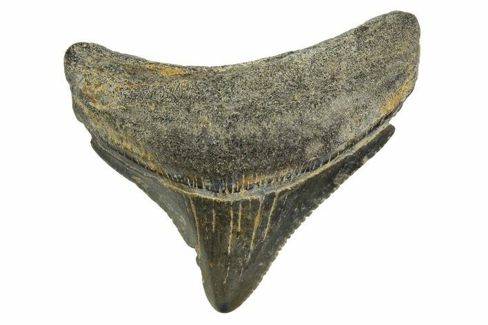 Serrated, Posterior Juvenile Megalodon Tooth - Georgia #329825